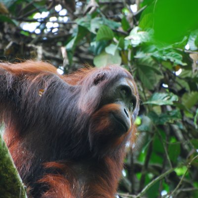 Orangutan